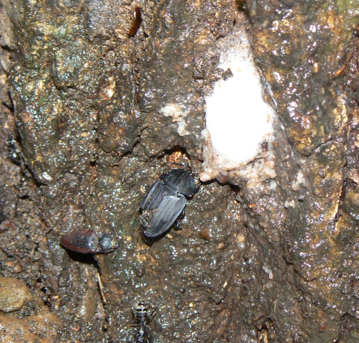 団地前のクヌギ_日の出頃 シデムシ_200905